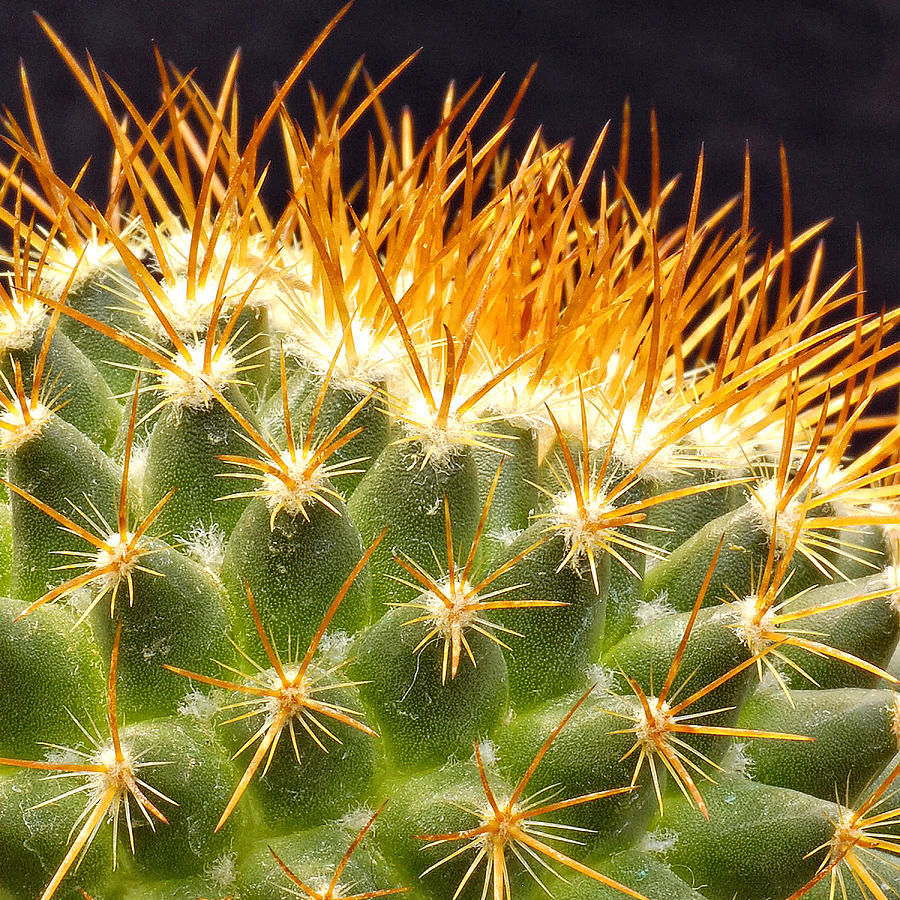 Cactus Photograph by Peg Runyan