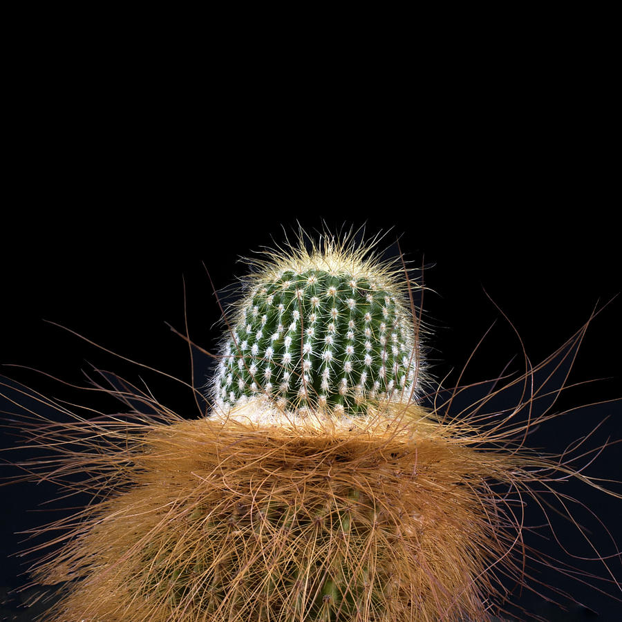 Cactus Photo Photograph by Catherine Lau