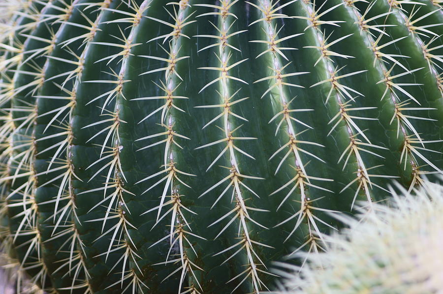Desert Photograph - Cactus Pillow by David Gonzalez