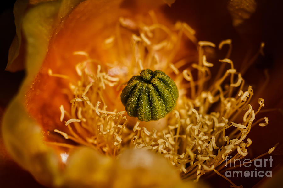 Cactus Pistil Photograph by Robert Bales