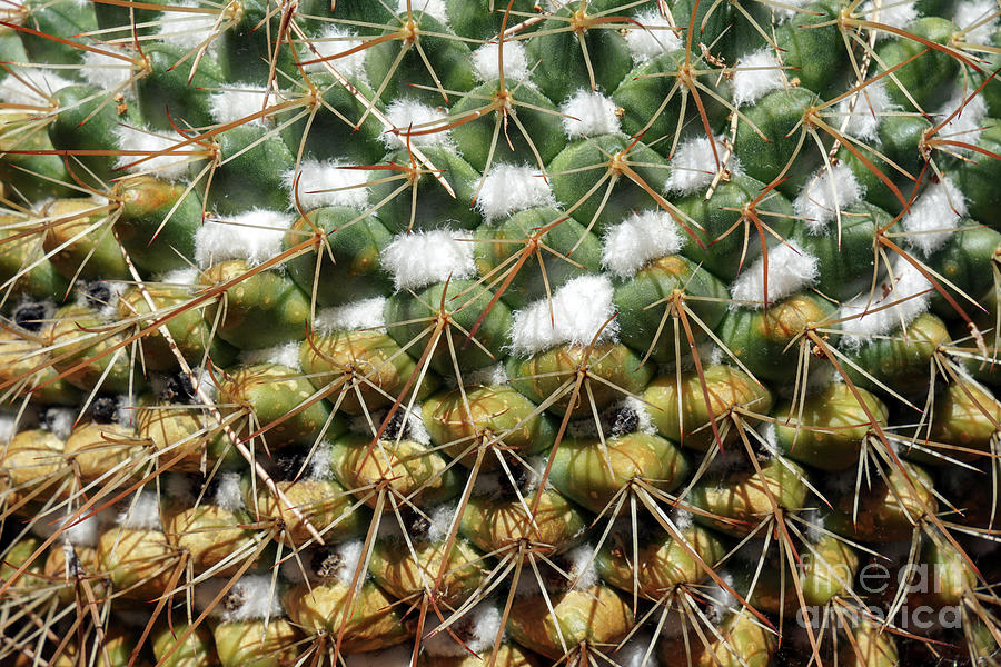 Cactus plant Photograph by George Atsametakis
