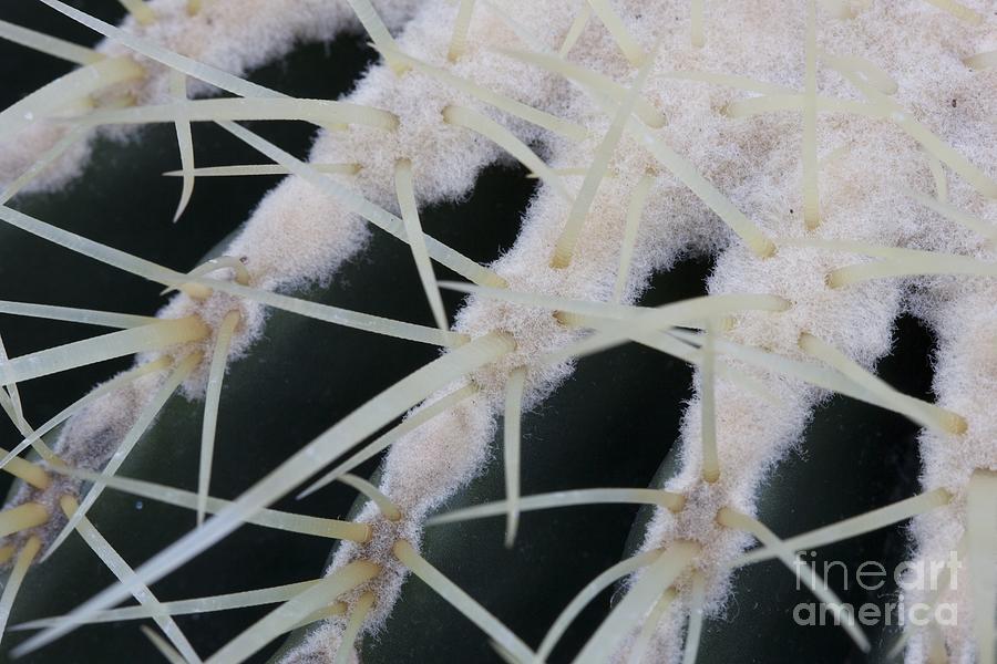 Cactus Plant Photograph by Jim Gillen