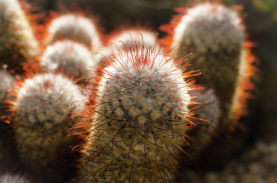 Cactus Plants Photograph by Miguel Winterpacht