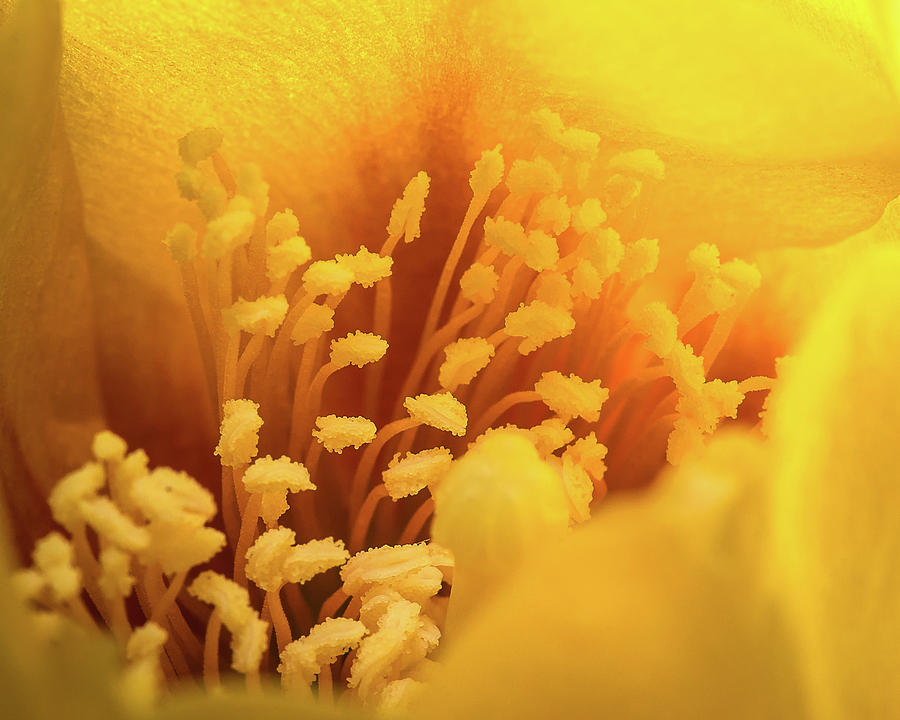 Macro Photograph - Cactus Pollen by Len Romanick