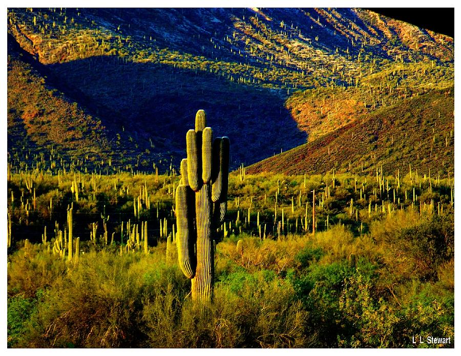 Cactus Population Photograph by L L Stewart