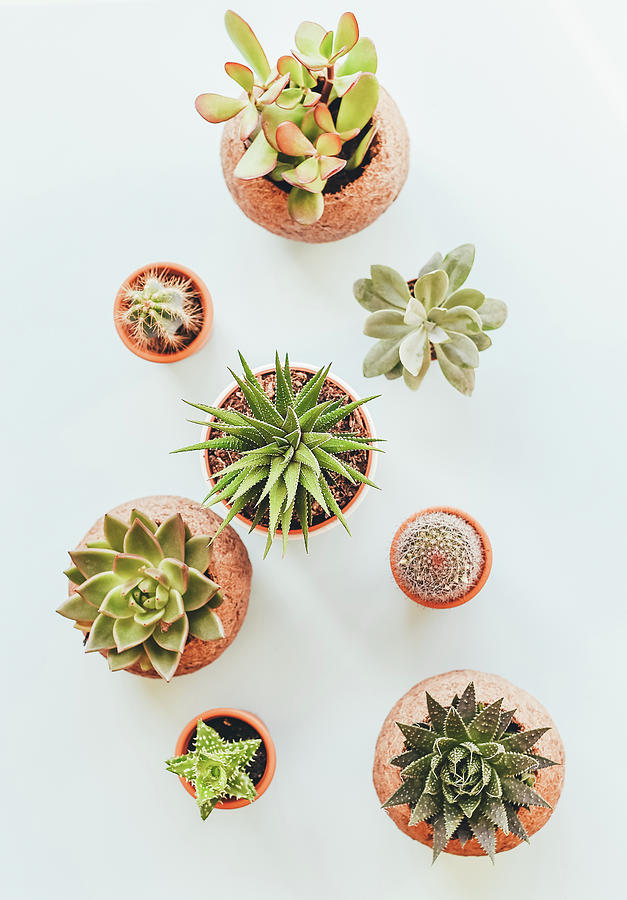 Flower Photograph - Cactus Pots by Happy Home Artistry