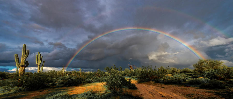 Cactus Rainbow Photograph by Roni Chastain