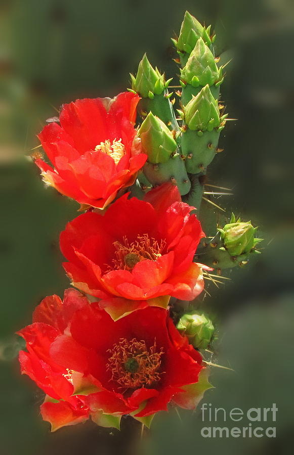 Cactus Red Beauty Photograph by Marilyn Smith