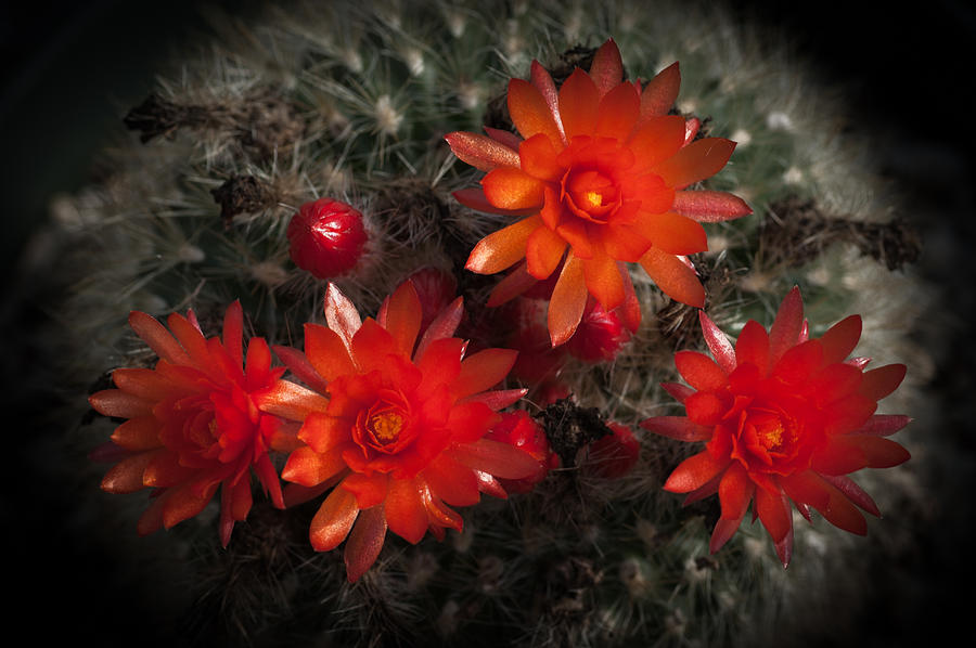 Cactus Red Flowers Photograph by Catherine Lau