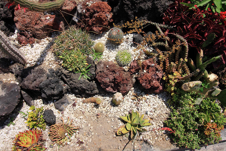 Cactus Rock Garden Photograph by Aidan Moran