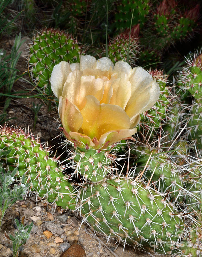 Cactus Rose Photograph by Brad Christensen | Fine Art America