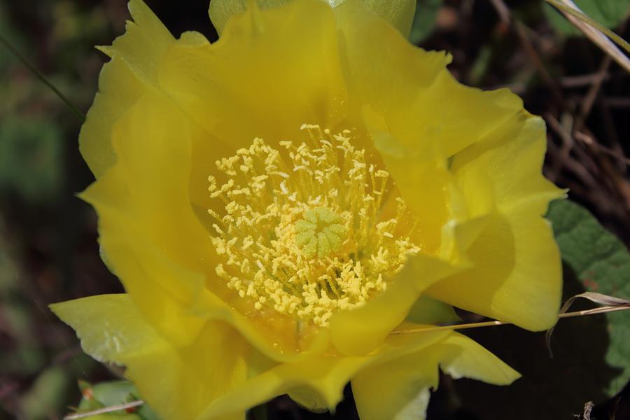 Cactus Rose Photograph