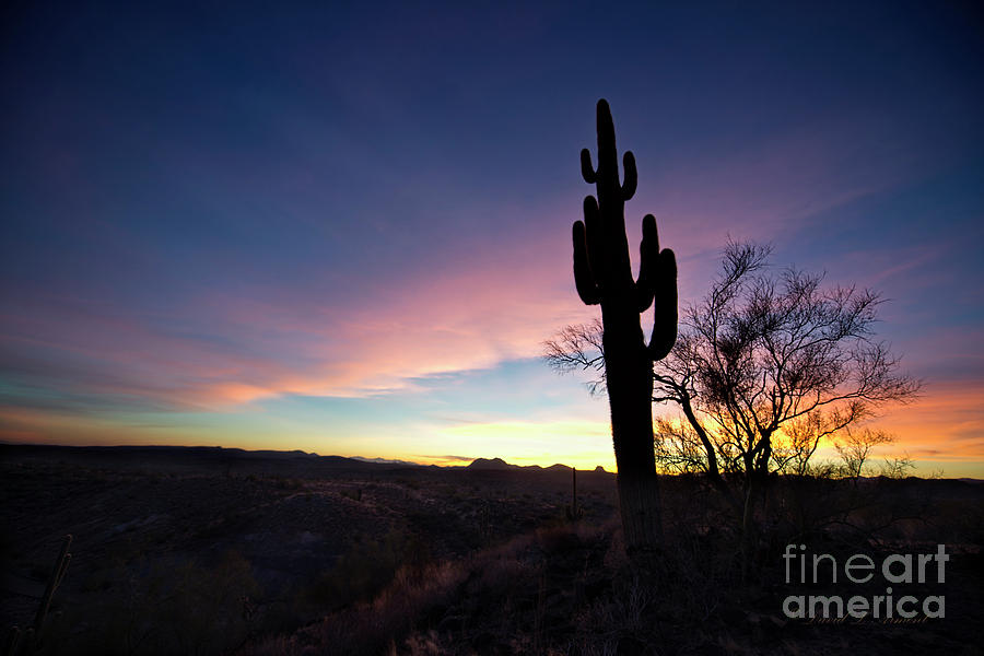 Cactus Silhouette Photograph by David Arment