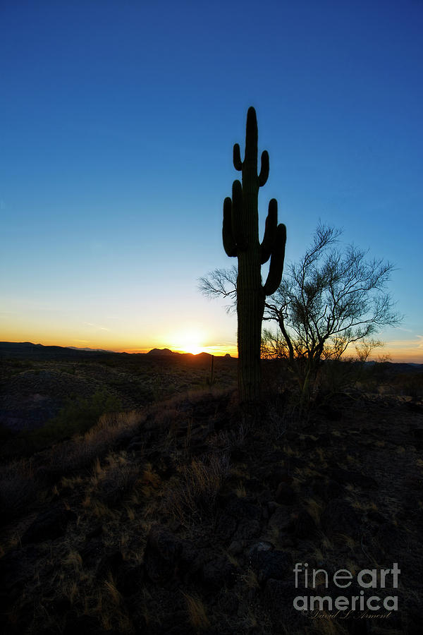 Cactus Silhouette Vertical Photograph by David Arment