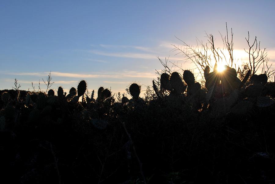 Tree Photograph - Cactus Silhouettes by Matt Quest