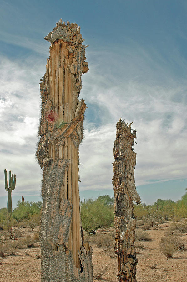 Cactus Skeleton Photograph by Denise Elfenbein