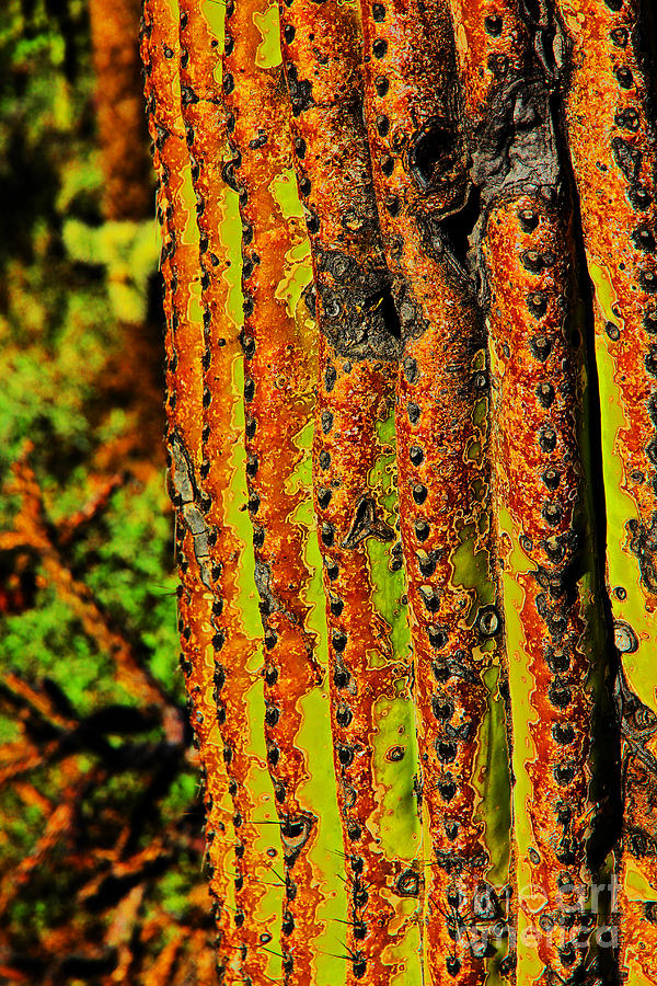 Cactus Skin, Green, browns, Black Photograph by David Frederick