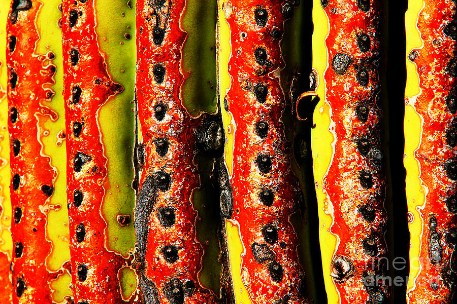Cactus Skin, Green, Red, Black Photograph by David Frederick