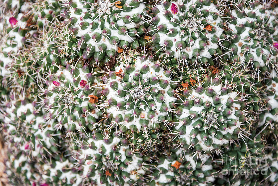 Cactus Snow on a Cactus Photograph by David Levin