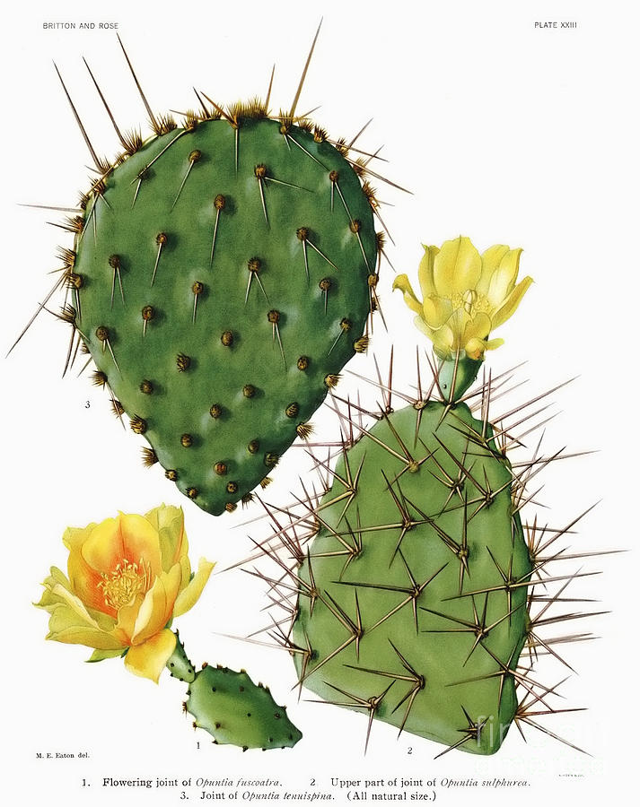 Cactus Specie Closeup Digital Art by Ramneek Narang