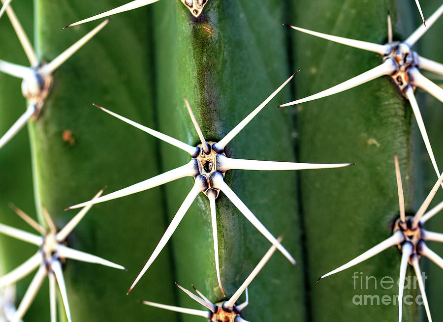 Cactus Spines Photograph by John Rizzuto