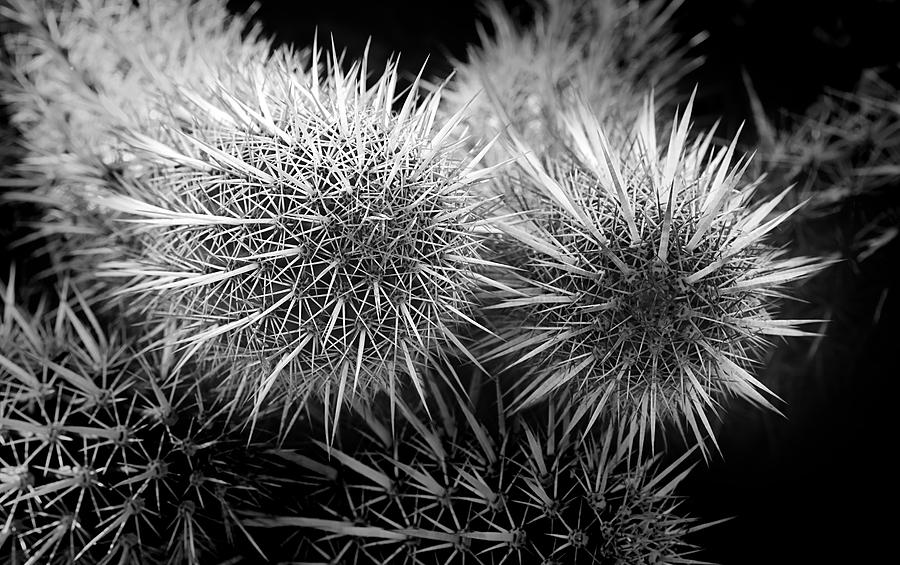 Cactus Spines Photograph by Phyllis Denton