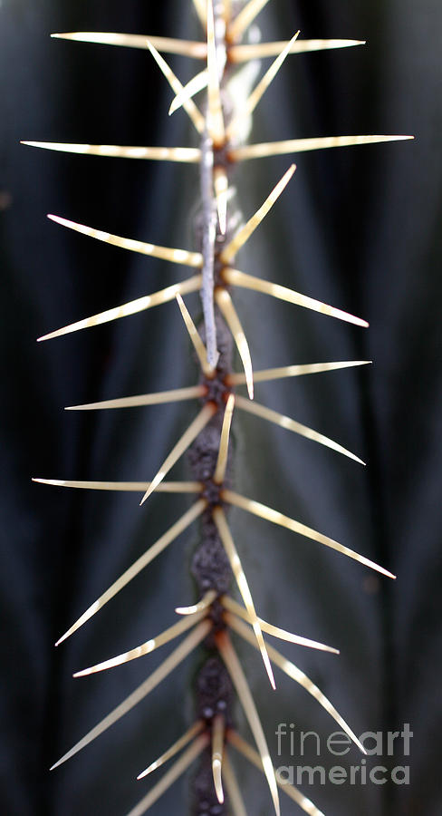 Cactus Spines Photograph by Winona Steunenberg - Fine Art America