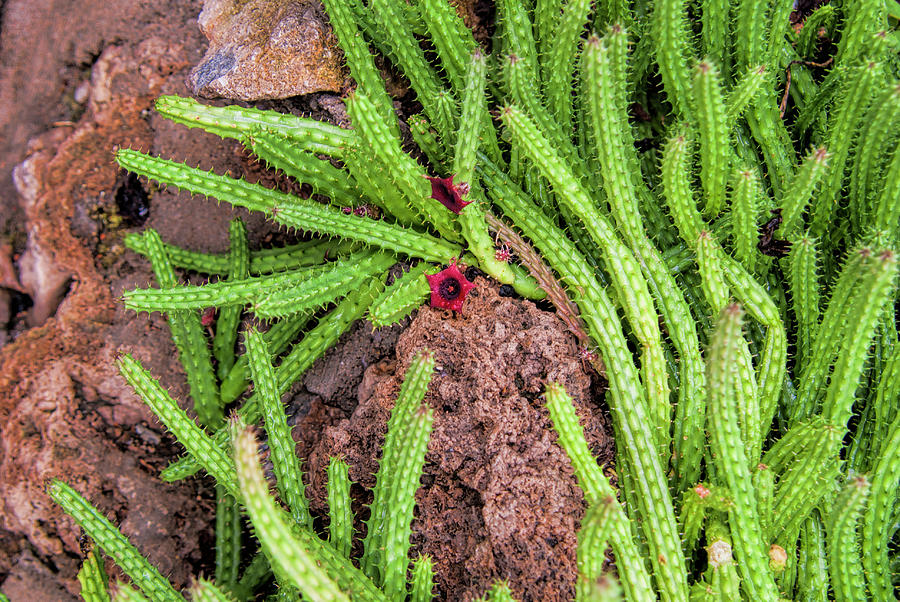 Nature Photograph - Cactus Splendor by Phyllis Taylor