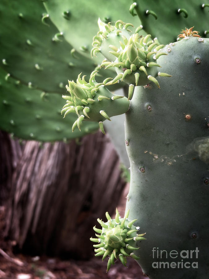 Cactus Spring - Macro Plants #3470 Photograph by Ella Kaye Dickey