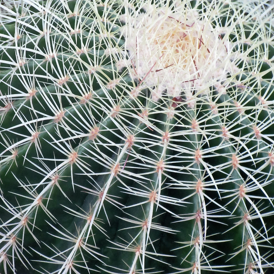 Cactus Square Edition Photograph by Tony Grider