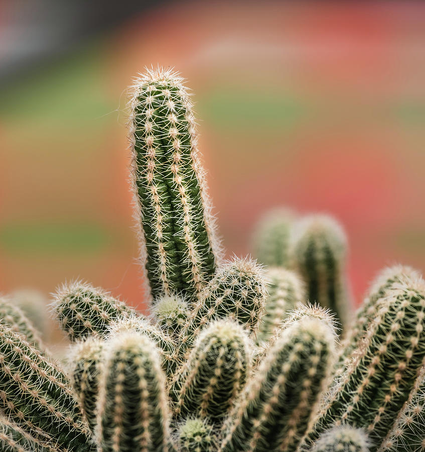 Desert Photograph - Cactus by Subhadra Burugula