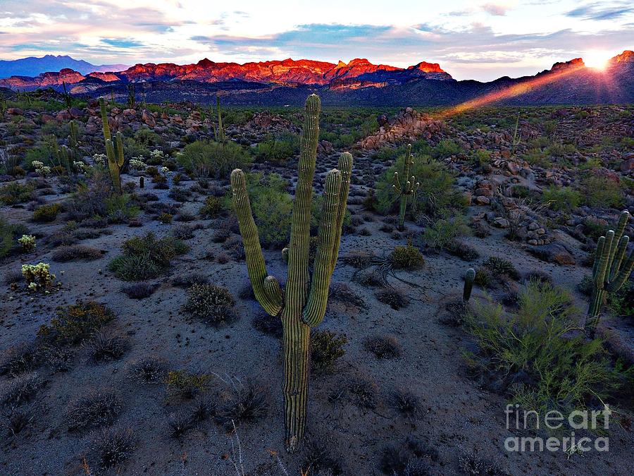 Desert Landscape Photograph - Cactus sun beam by Steve Winden