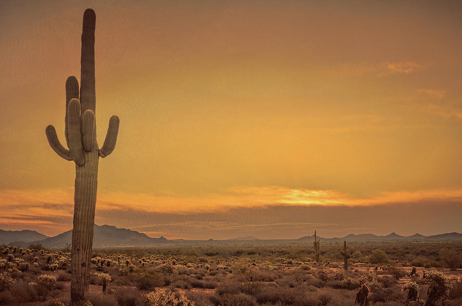 Cactus Sunrise Photograph by Don Schwartz