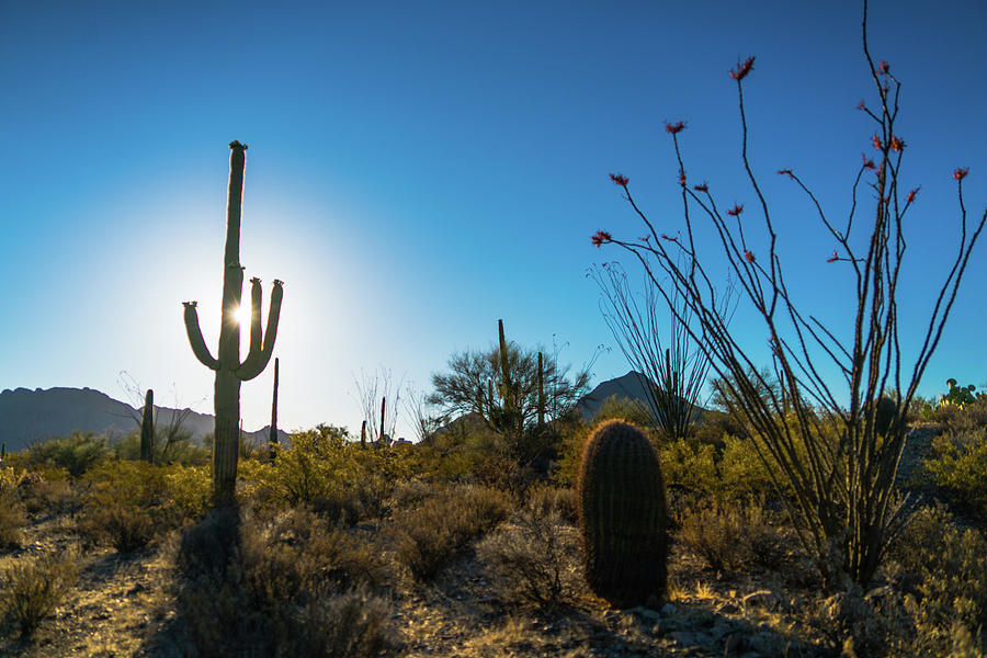 Cactus Sunrise Saguaro National Park Arizona Photograph by Lawrence S Richardson Jr