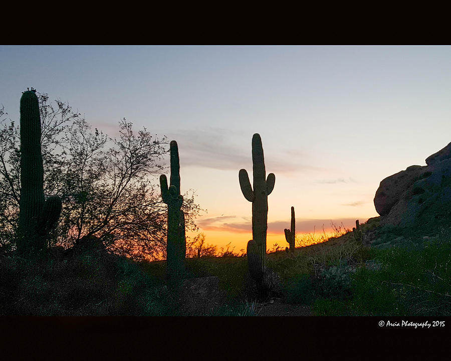 Cactus Sunset Photograph by Ken Arcia