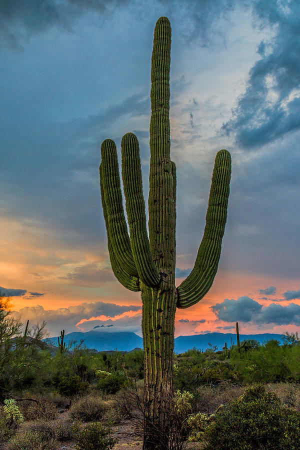 Cactus Sunset Photograph by Mike Centioli