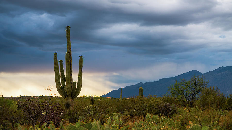 Cactus Sunset Saguaro National Park Arizona Photograph by Lawrence S Richardson Jr