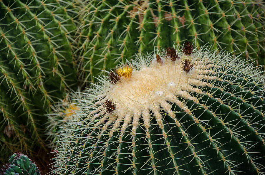 Cactus Photograph by Susan McMenamin