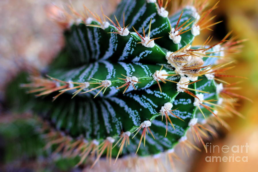 Cactus Swirl Photograph by Angela Rath