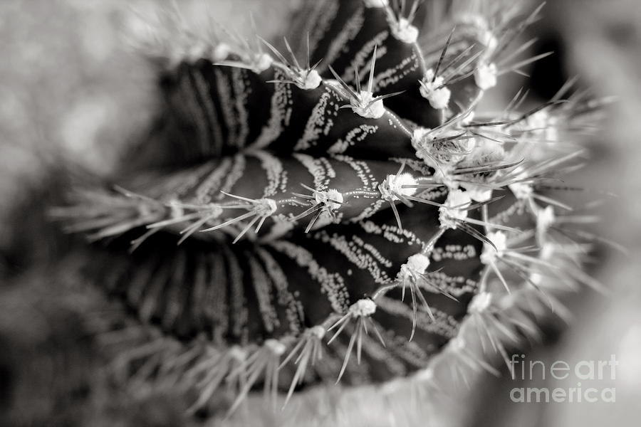 Cactus Swirl in Sepiatone Photograph by Angela Rath