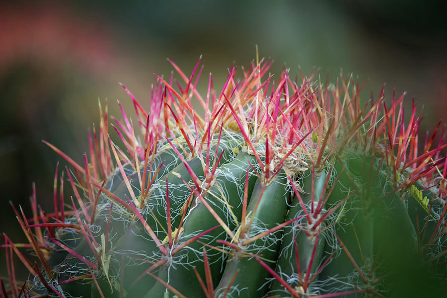 Cactus Photograph by Tam Ryan