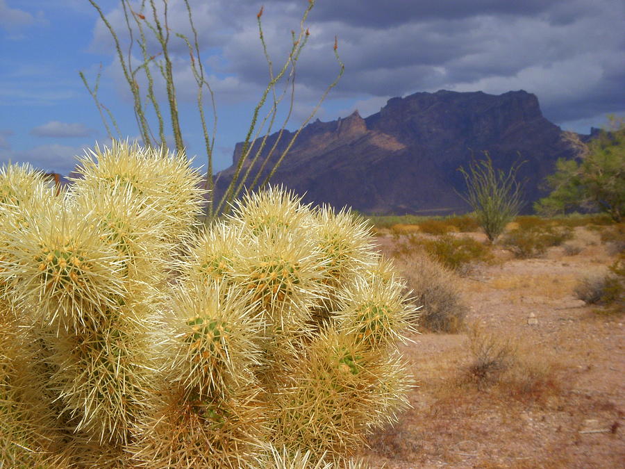 Desert Photograph - Cactus the Size of a Mountain by Allison Whitener