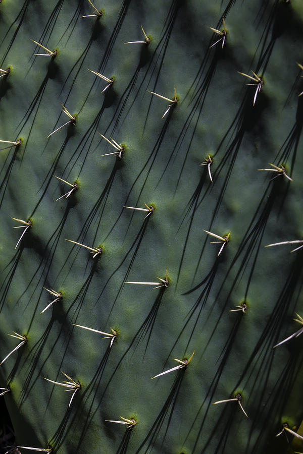 Garden Photograph - Cactus Thorn Shadows by Garry Gay