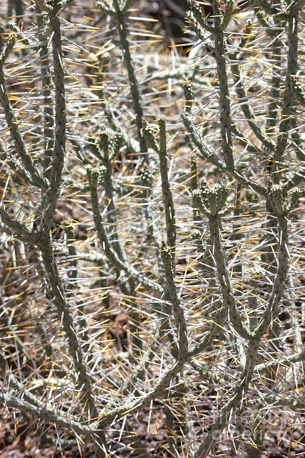Cactus Thorns Photograph by Carol Groenen