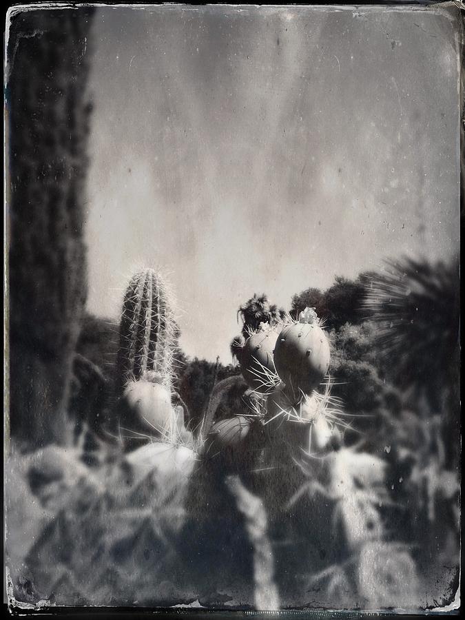 Cactus Tintype Photograph by Anne Thurston