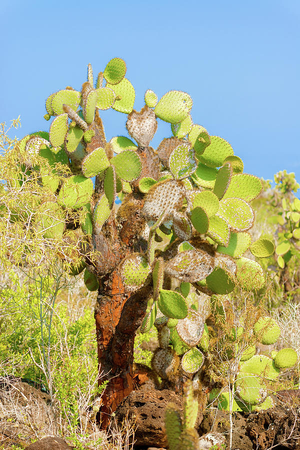 Cactus trees in Galapagos islands Photograph by Marek Poplawski