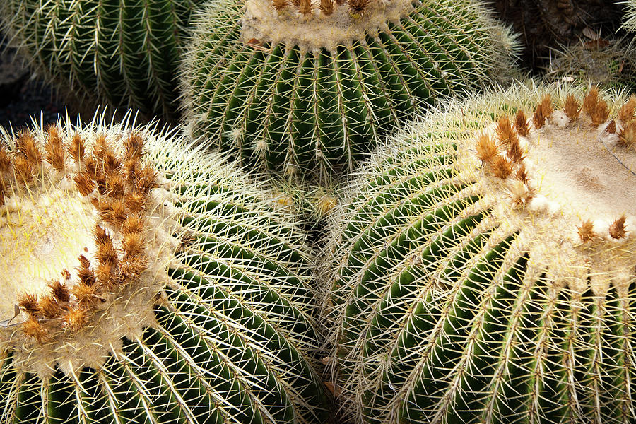 Cactus Trio Photograph by Roger Mullenhour