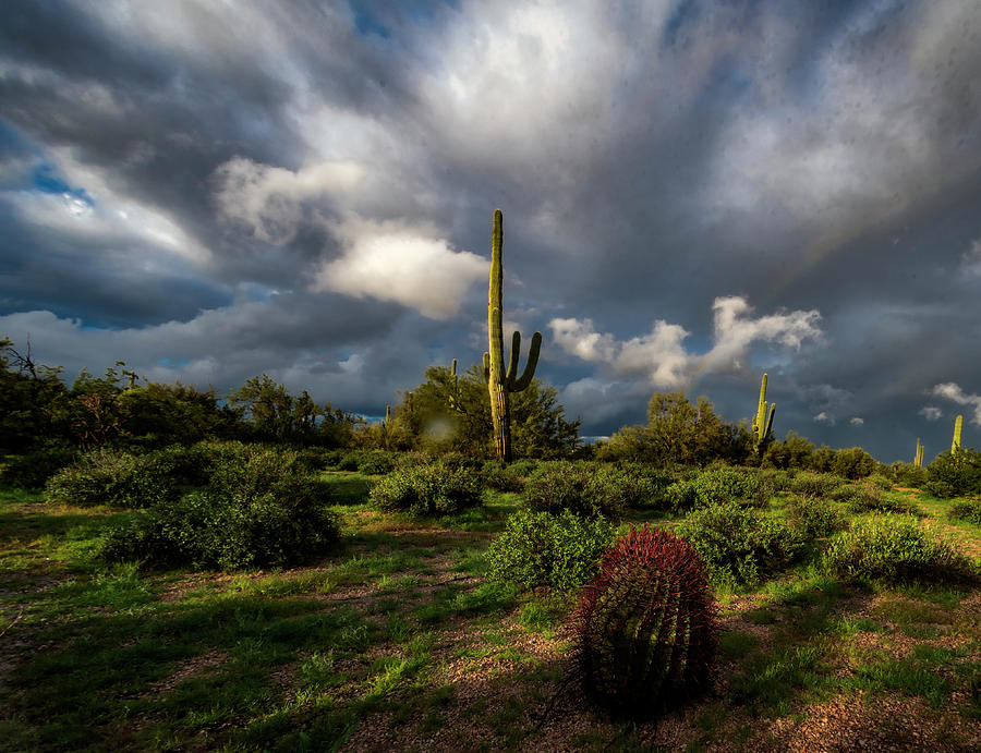 Cactus under clouds Photograph by Roni Chastain