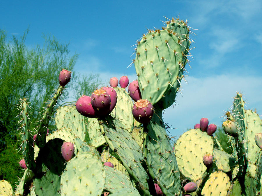 Cactus Photograph by Wayne Potrafka
