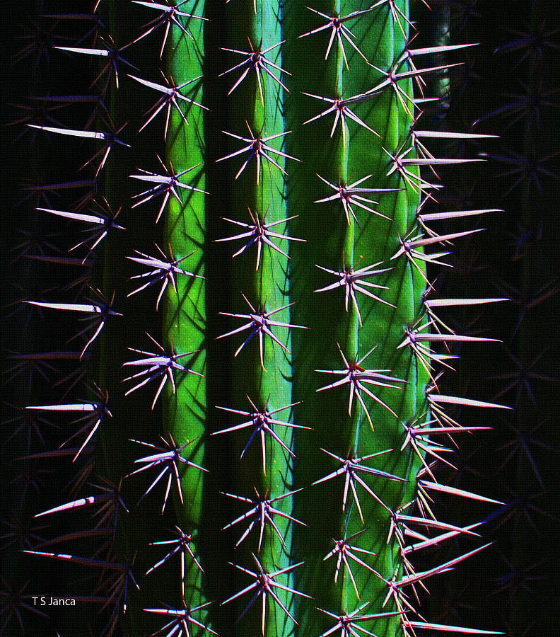 Cactus With Thornes Photograph by Tom Janca